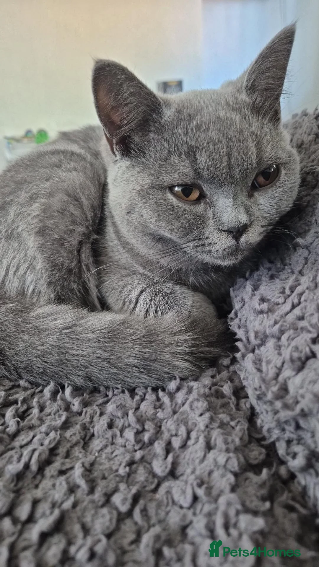 British Shorthair cats for sale: British Shorthair - Noor  - Advert 6