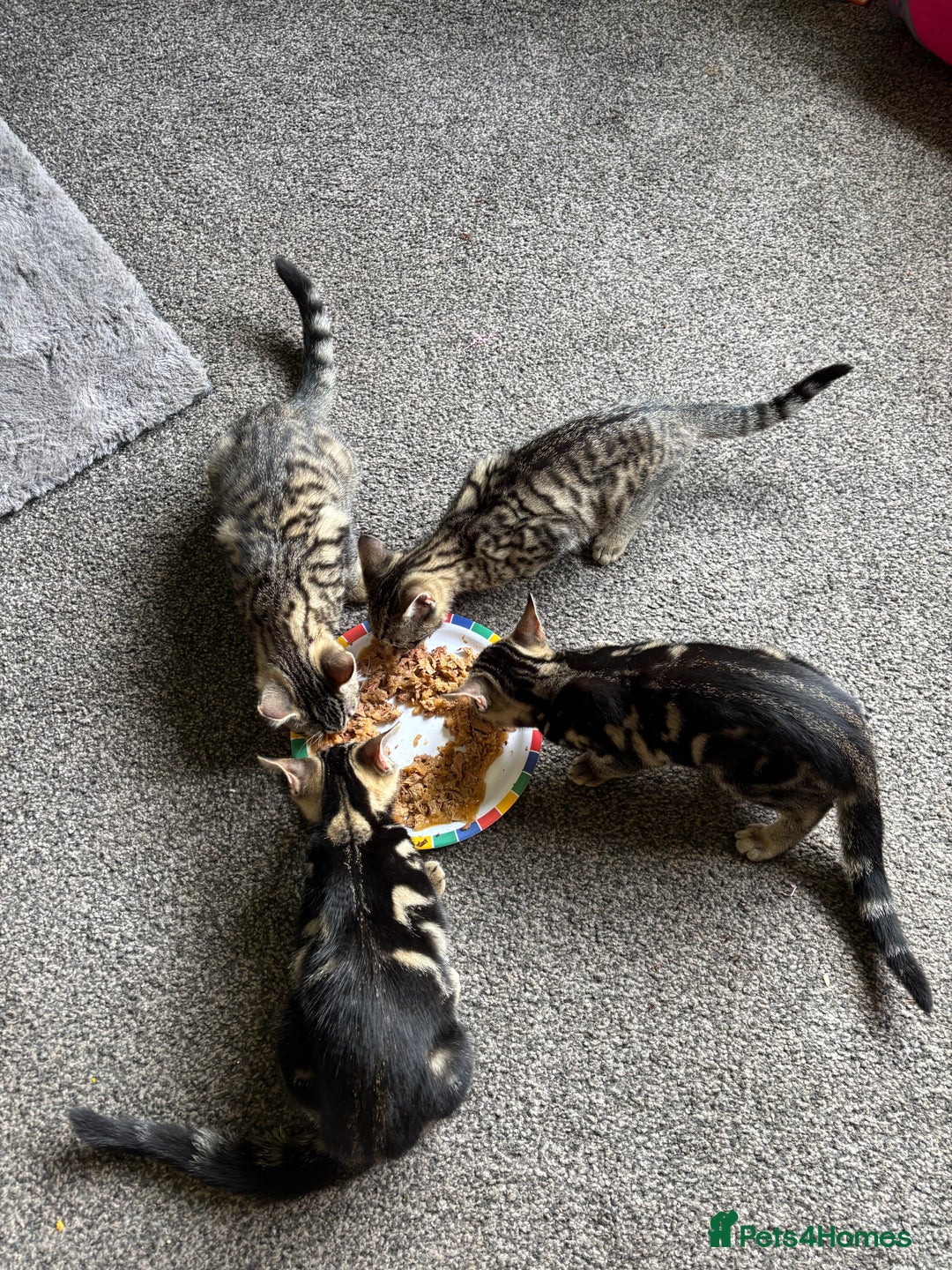 Mixed Breed cats for sale: 2 beautiful female kittens - Image 6