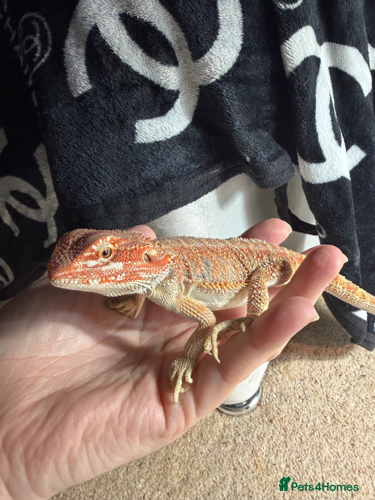 Bearded Dragon reptiles Bearded dragon and set up - Advert 8
