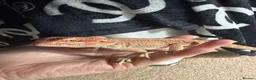 Bearded Dragon reptiles for sale: Bearded dragon and set up - Advert 1