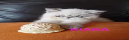 Persian cats for sale: STUNNING GCCF PERSIAN EXOTIC BABIES - Advert 13