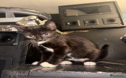 Mixed Breed cats for sale: 2 beautiful for kittens for sale  - Image 8