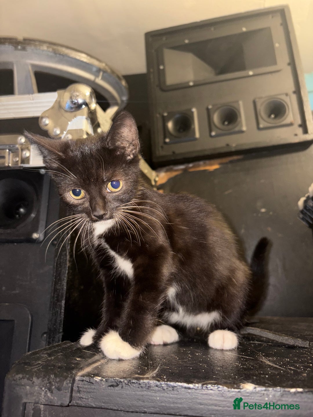 Mixed Breed cats for sale: 2 beautiful for kittens for sale  - Image 8