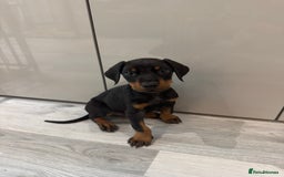 Dobermann dogs for sale: Stunning Black and Tan pups Boy and Girl   - Image 6