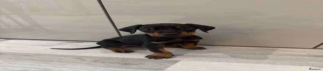 Dobermann Boy