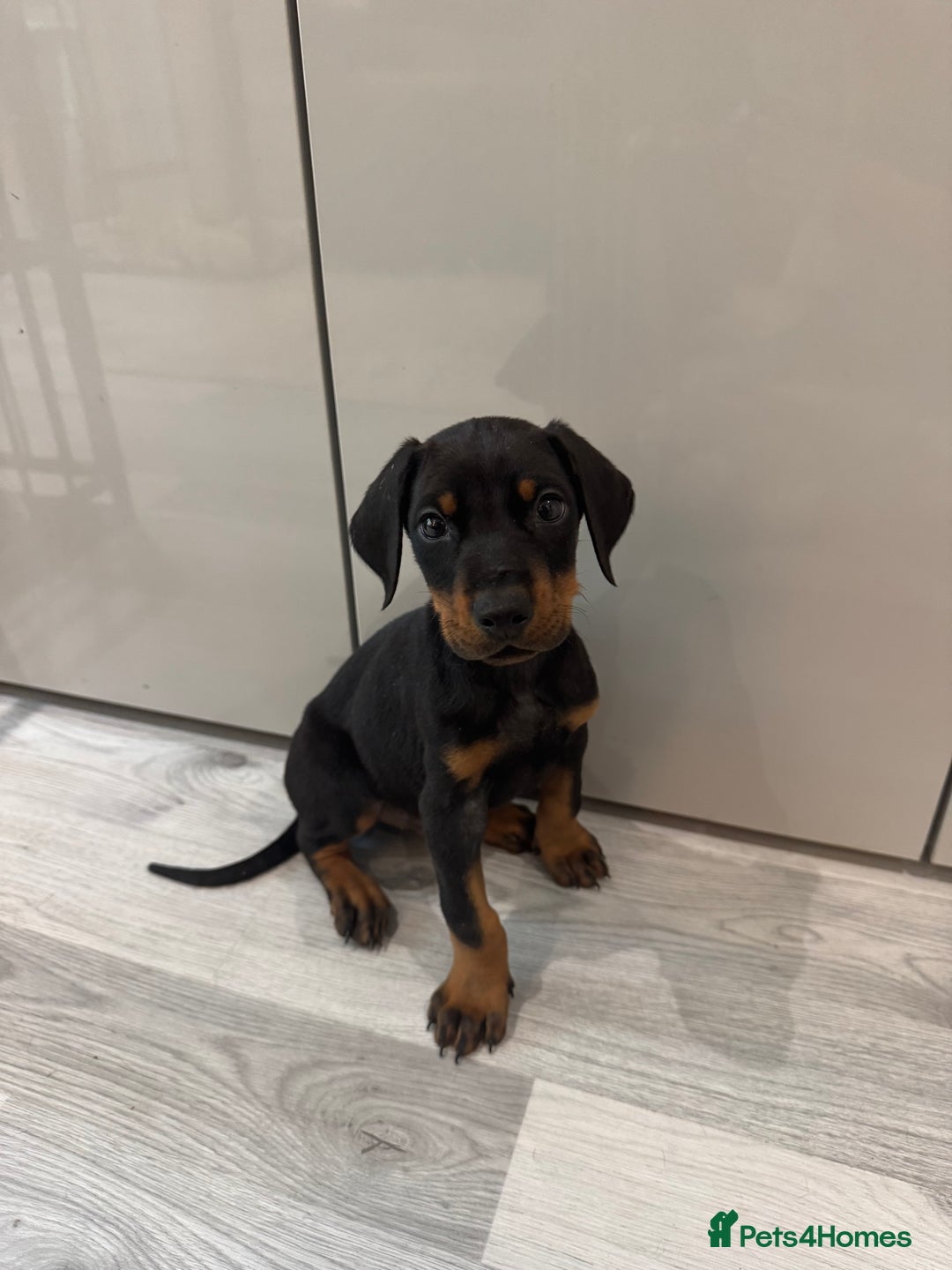 Dobermann dogs for sale: Stunning Black and Tan pups Boy and Girl   - Image 6