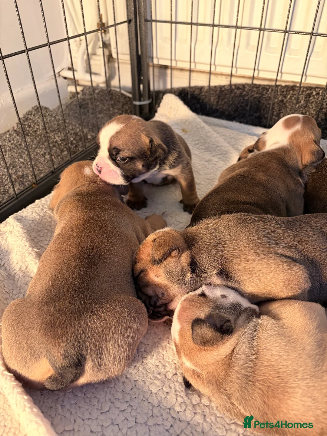 English Bulldog dogs for sale: New England bulldog puppies  - Advert 14