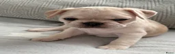 Frug dogs for sale: 🐶 Pug/French bulldog puppies 🐶 Rare markings - Advert 12