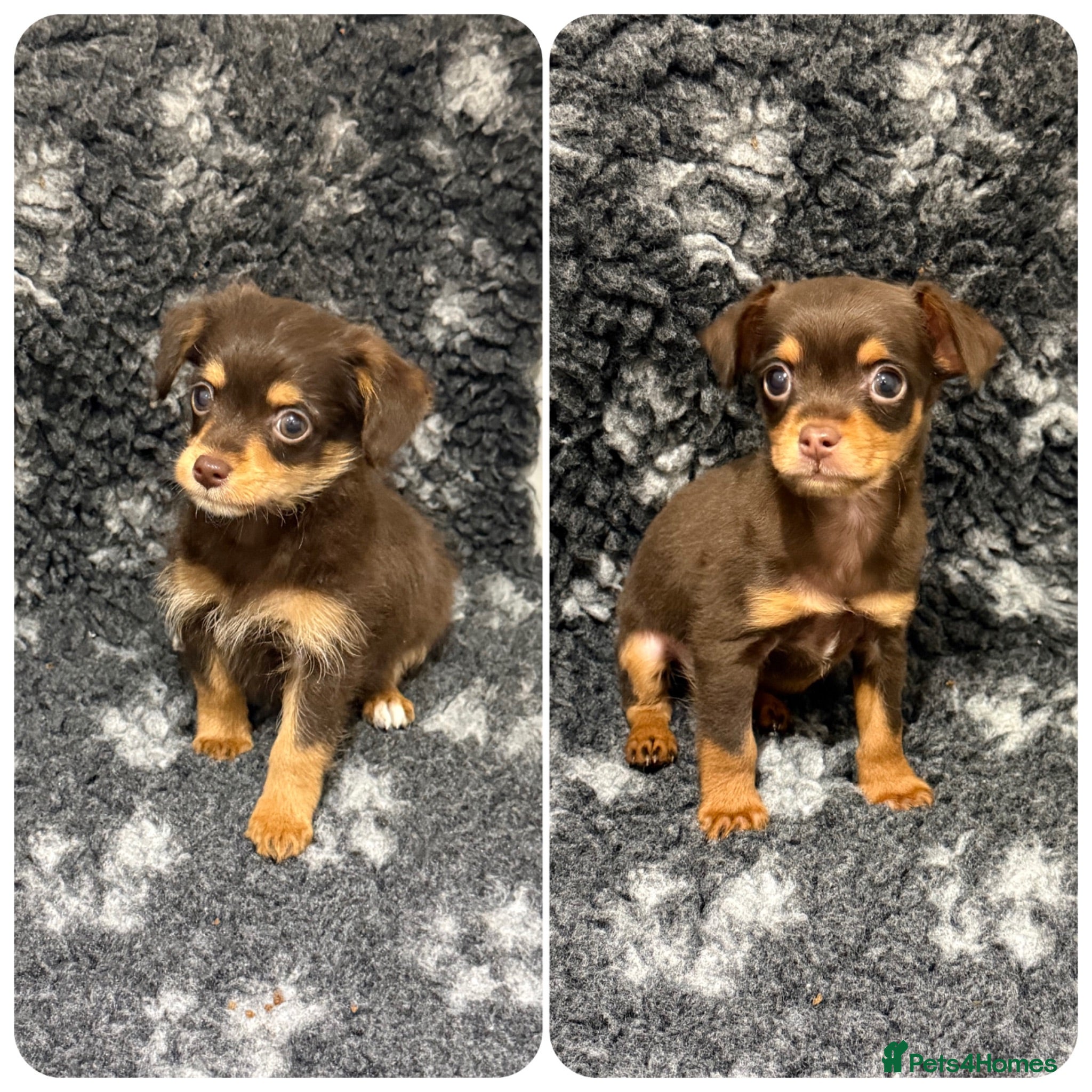 Chipoo dogs 💎 READY NOW LAST EXQUISITE TINY CHIPOO BOYS 💎  - Advert 1