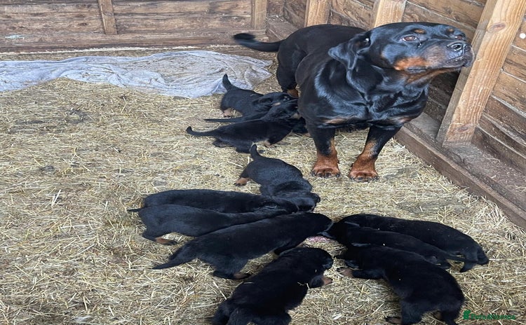 Rottweiler dogs - Advert 1
