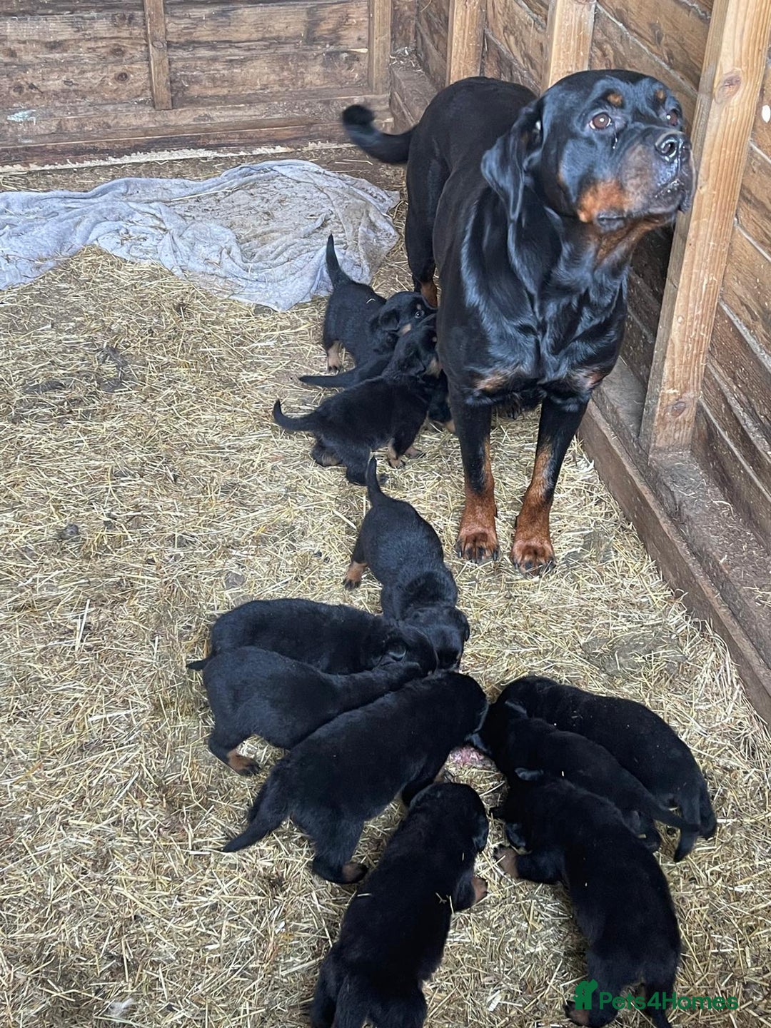 Rottweiler dogs for sale: Rottweiler pups - Image 1