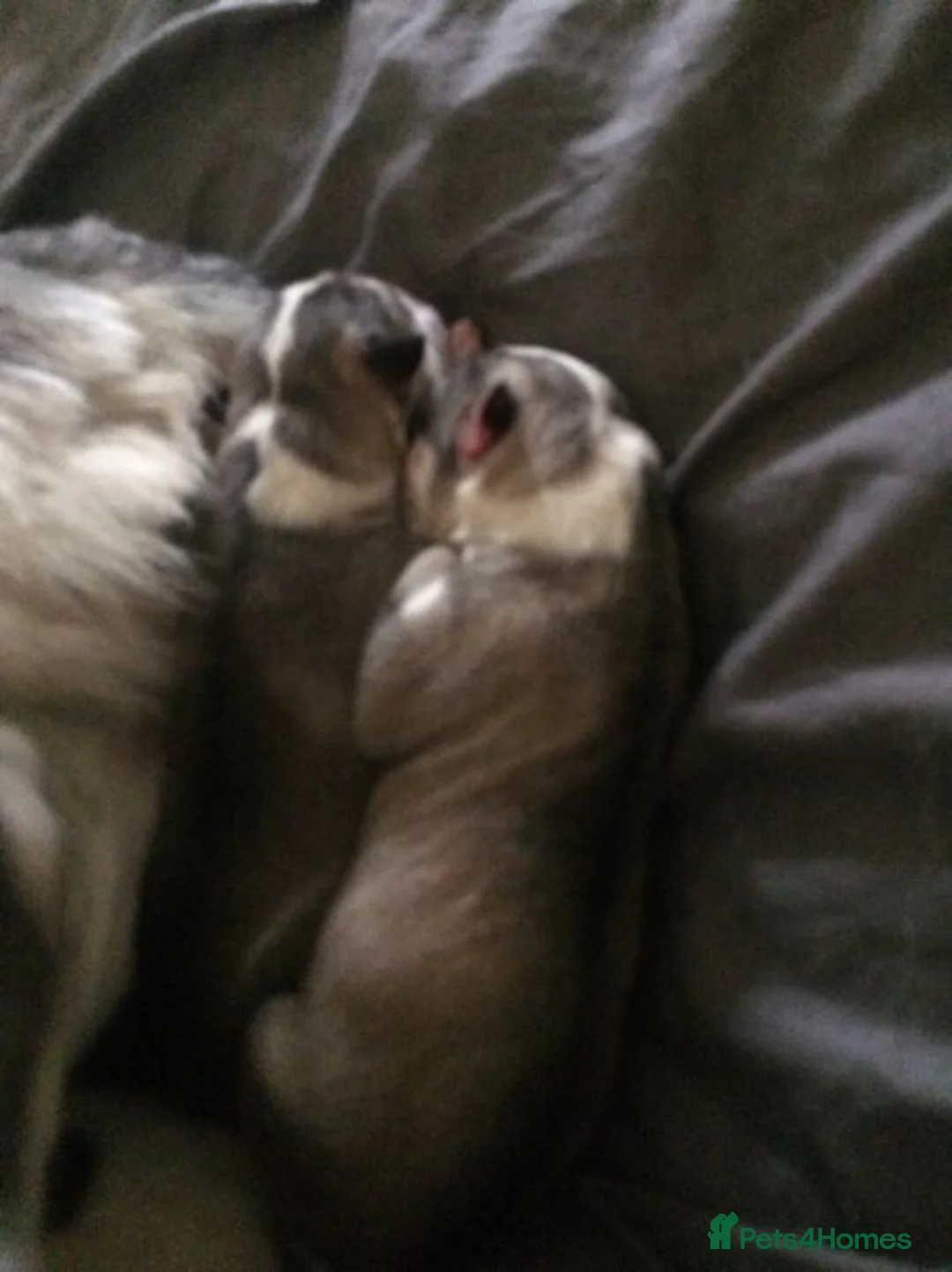 Siberian Husky dogs for stud: 1 husky males for stud - Advert 7