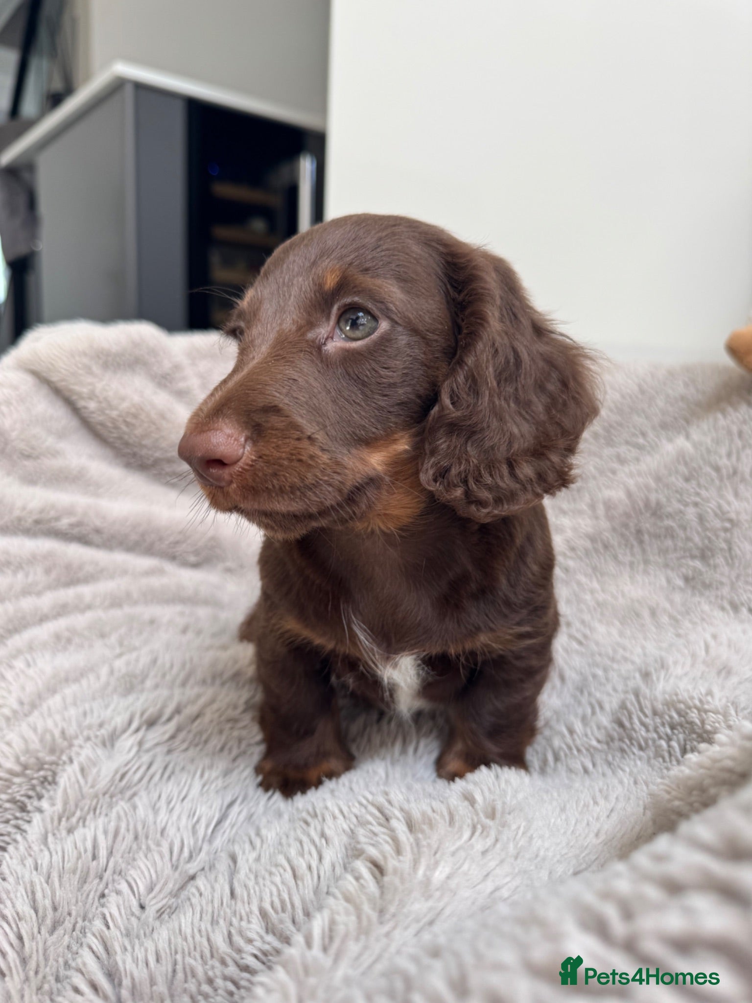 Miniature Dachshund dogs Miniature dachshund  - Advert 2