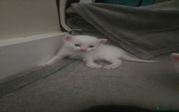 Domestic Shorthair cats for sale: 4 Kittens for sale  - Image 4