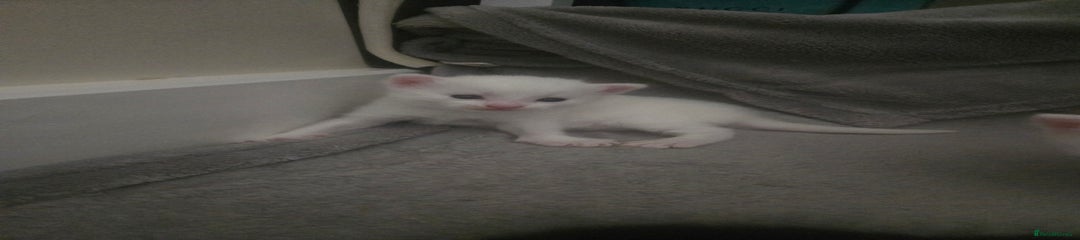 Domestic Shorthair Kitten 3