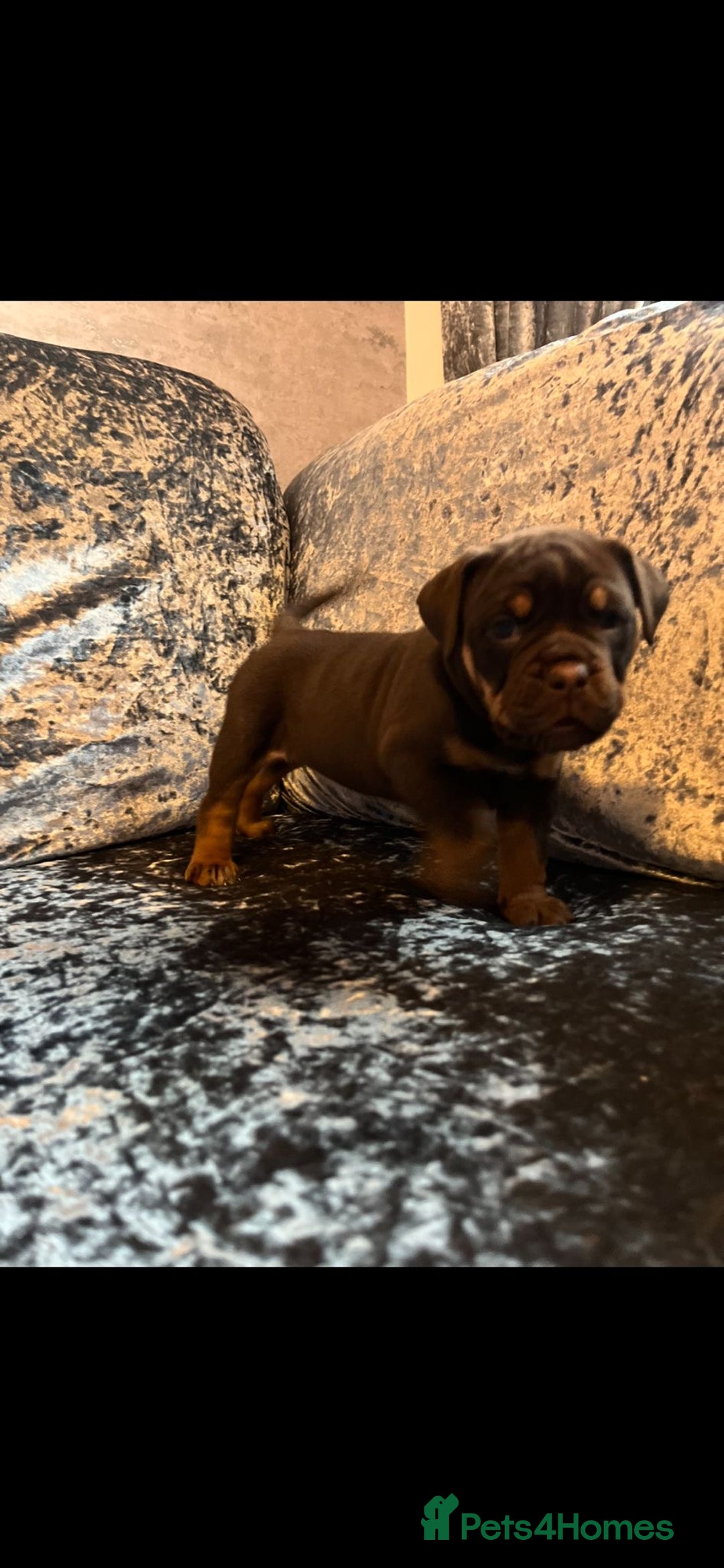 Olde English Bulldogge dogs for sale: NEBBR registered Olde English bulldogge puppies - Advert 26