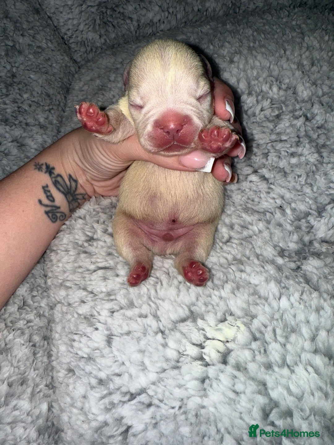 French Bulldog dogs for sale: Puppy frenchies for sale!! - Advert 21