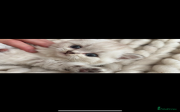 British Shorthair cats for sale: White / bits of beige and grey / British shorthair - Image 5