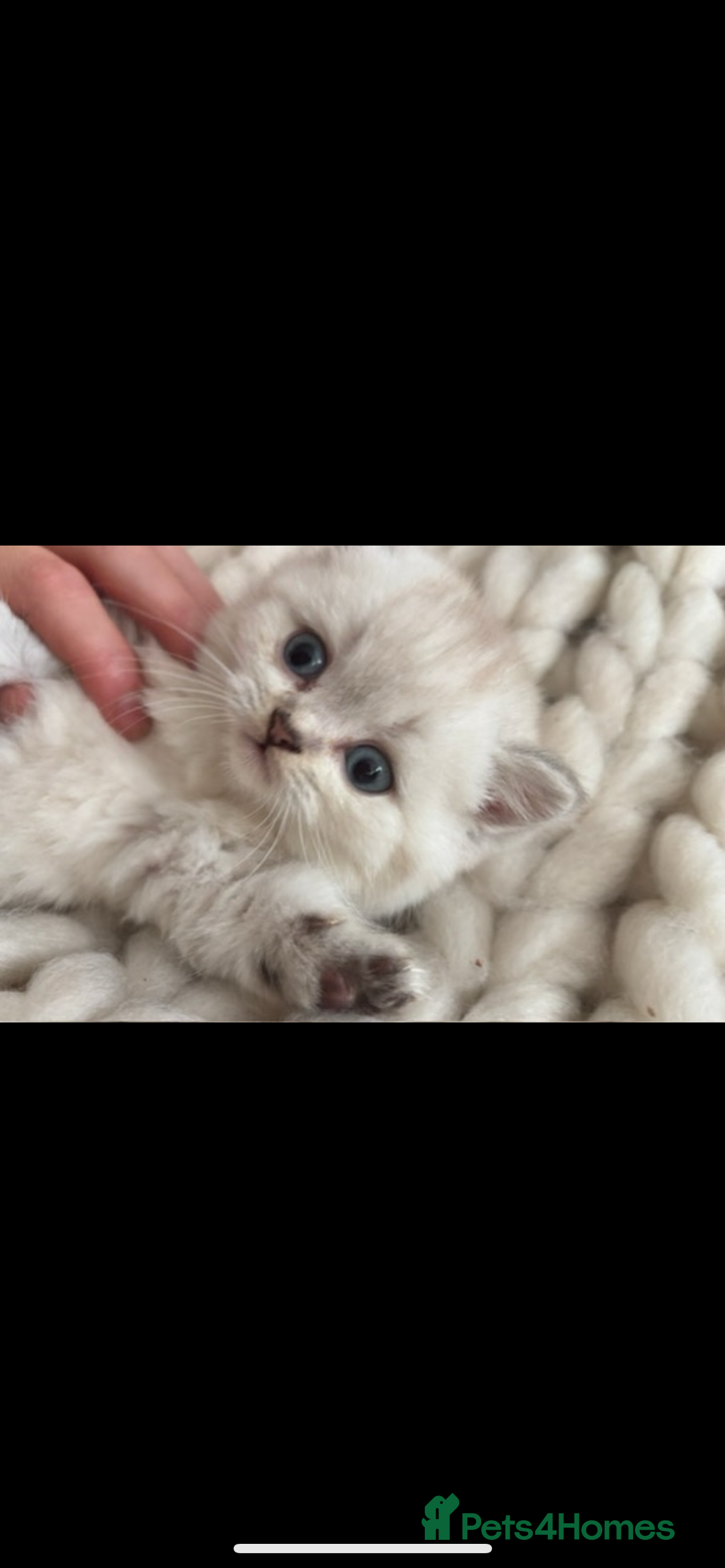 British Shorthair cats for sale: White / bits of beige and grey / British shorthair - Image 5
