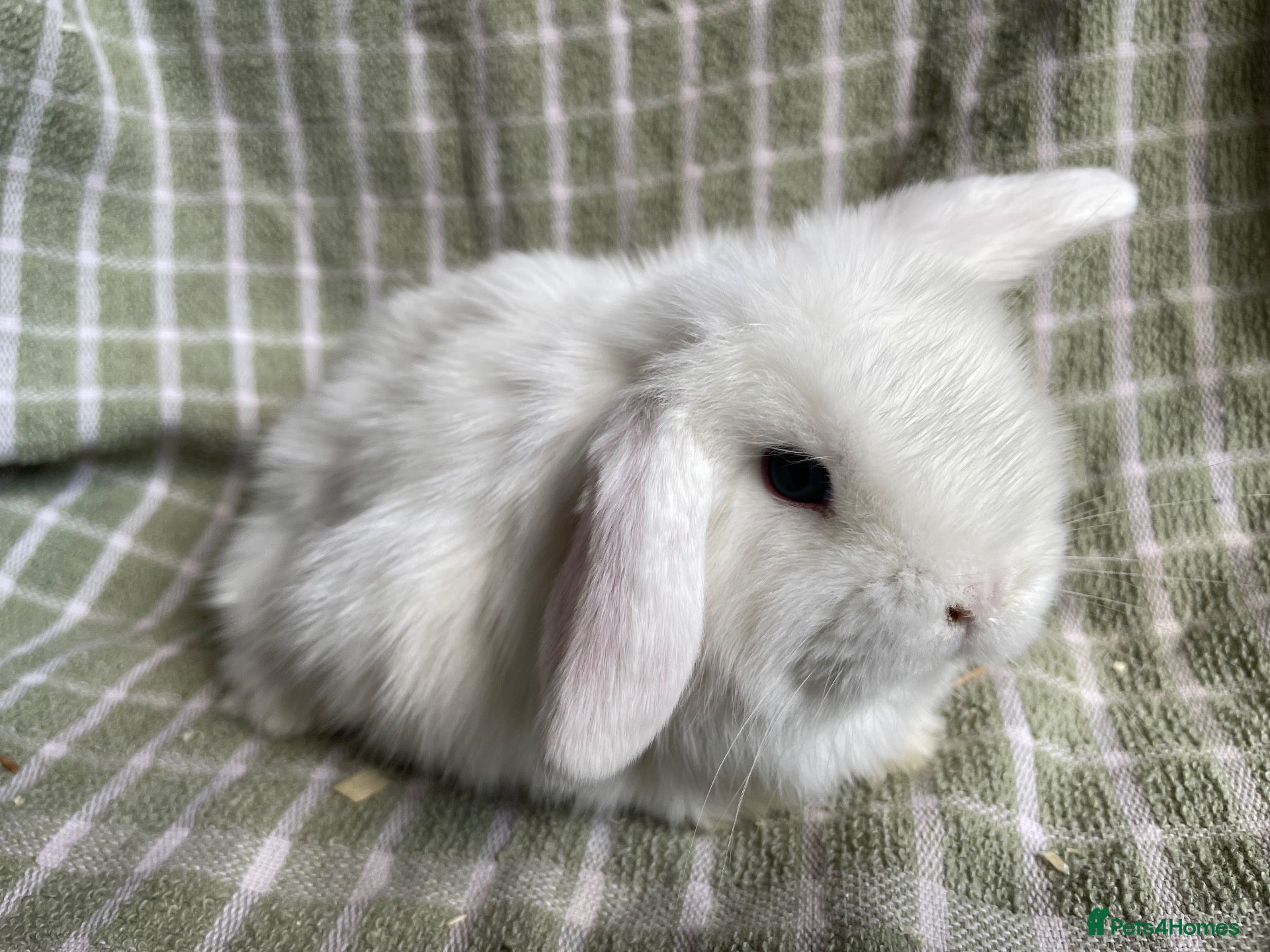 Mini Lop rabbits Mini lop does ready to reserve  - Advert 14