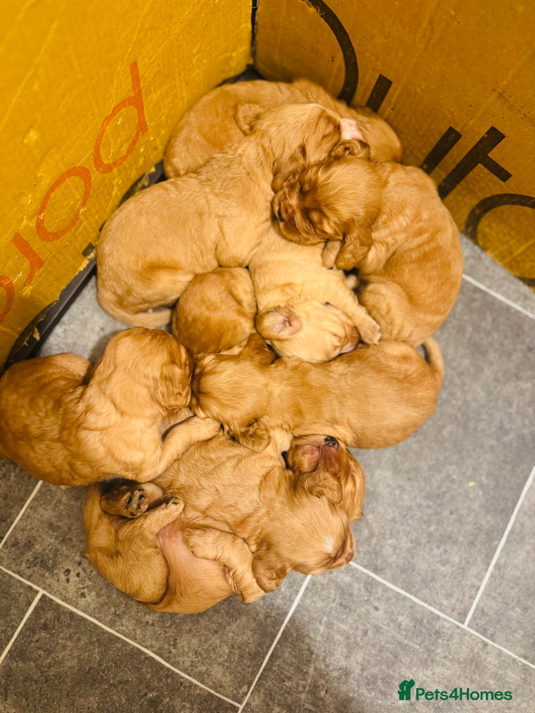 Cocker Spaniel dogs for sale: Ginger/Lemon Cocker Spaniel Puppies - Image 6