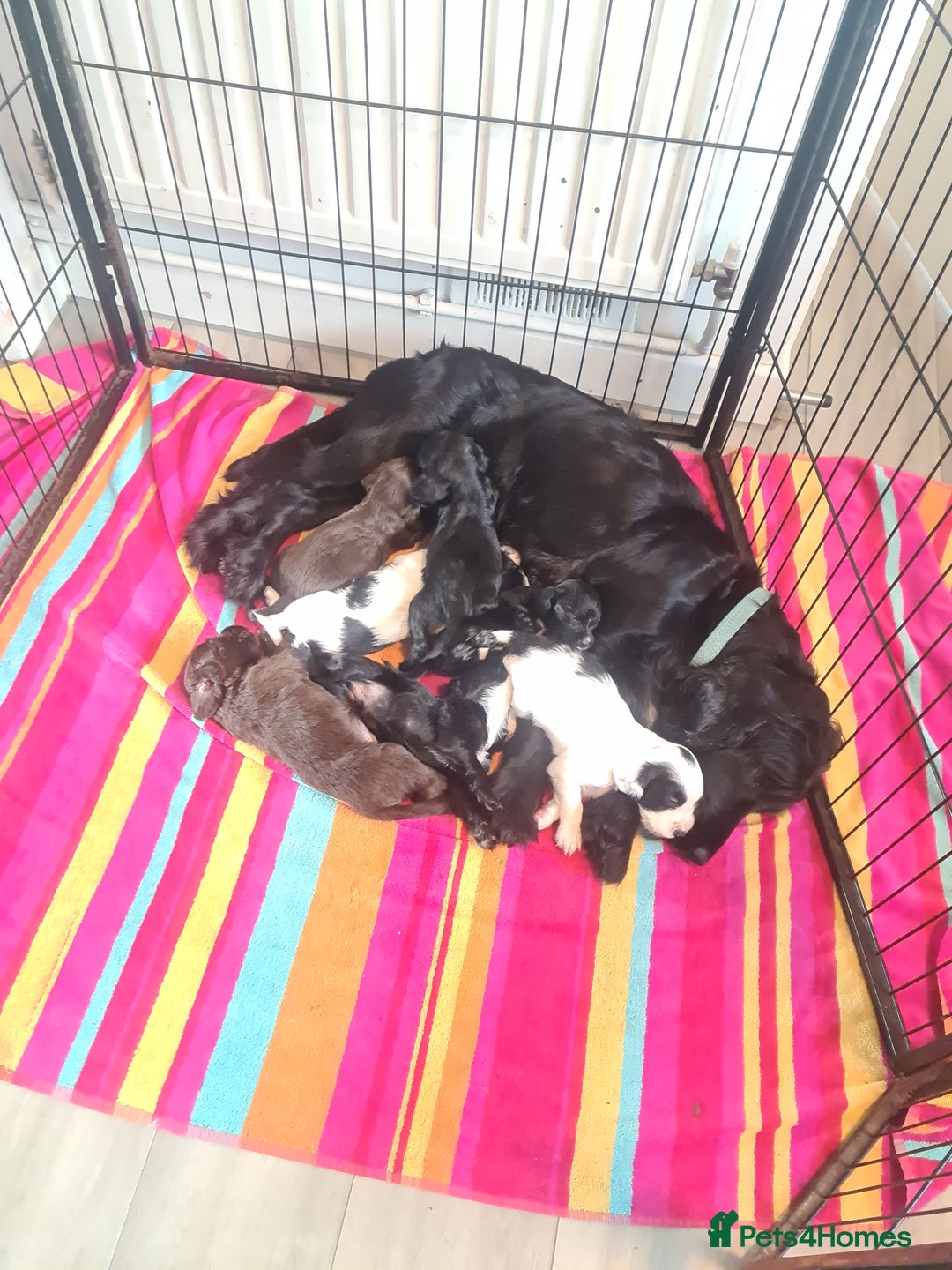 Cocker Spaniel dogs for sale: Cocker Spaniel  - Image 11