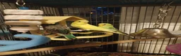 Budgerigars birds for sale: Beautiful baby budgies  - Advert 9