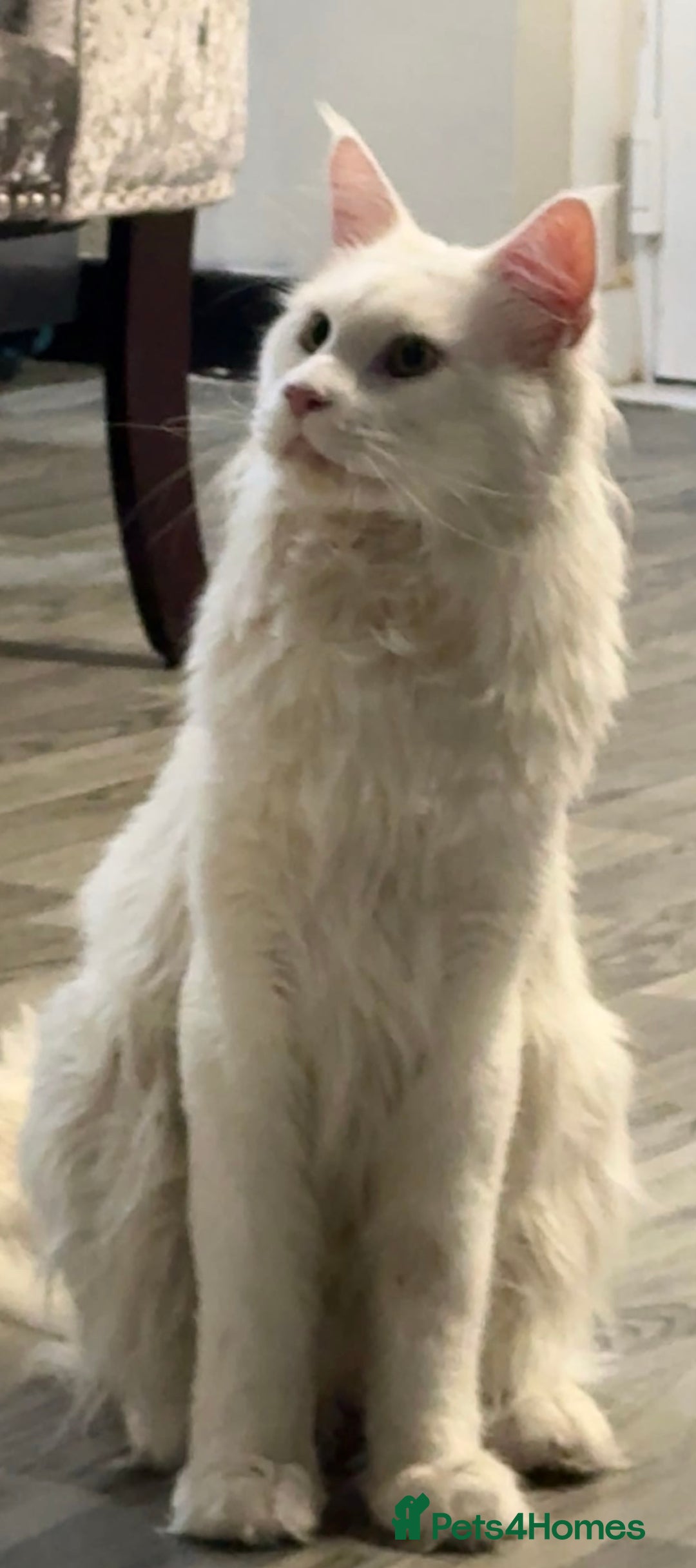 Mixed Breed cats for sale: Stunning Ragdoll x Maine Coon Kittens - Advert 36