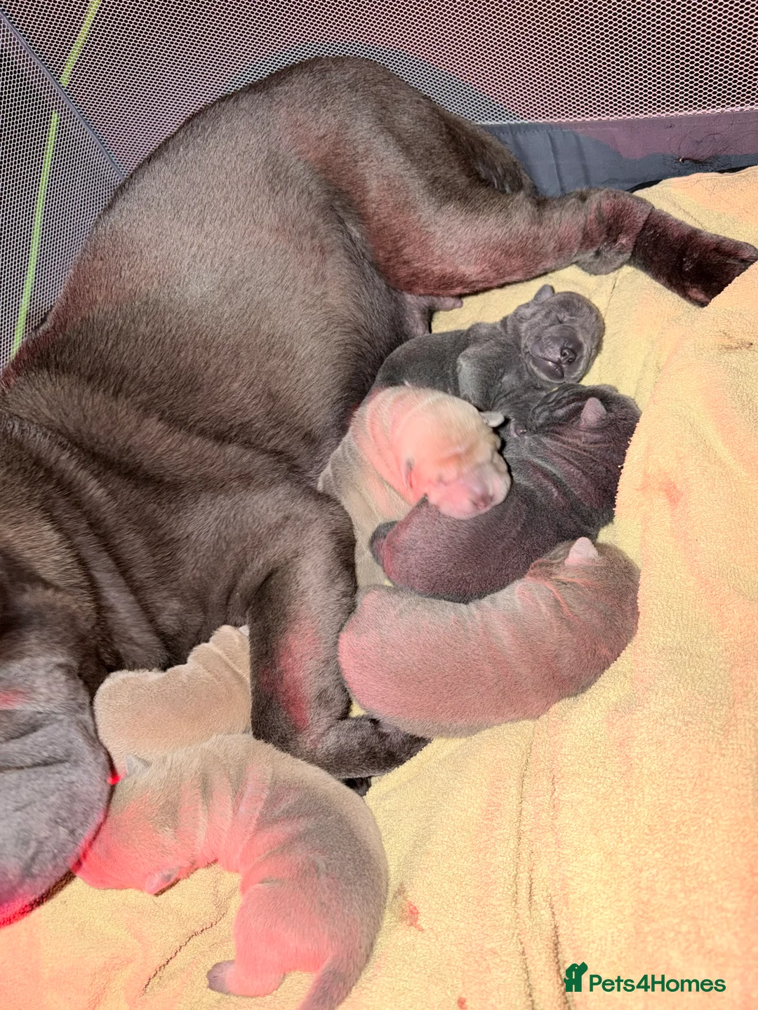 Shar Pei dogs for sale: Shar Pei Dilute puppies  - Advert 3
