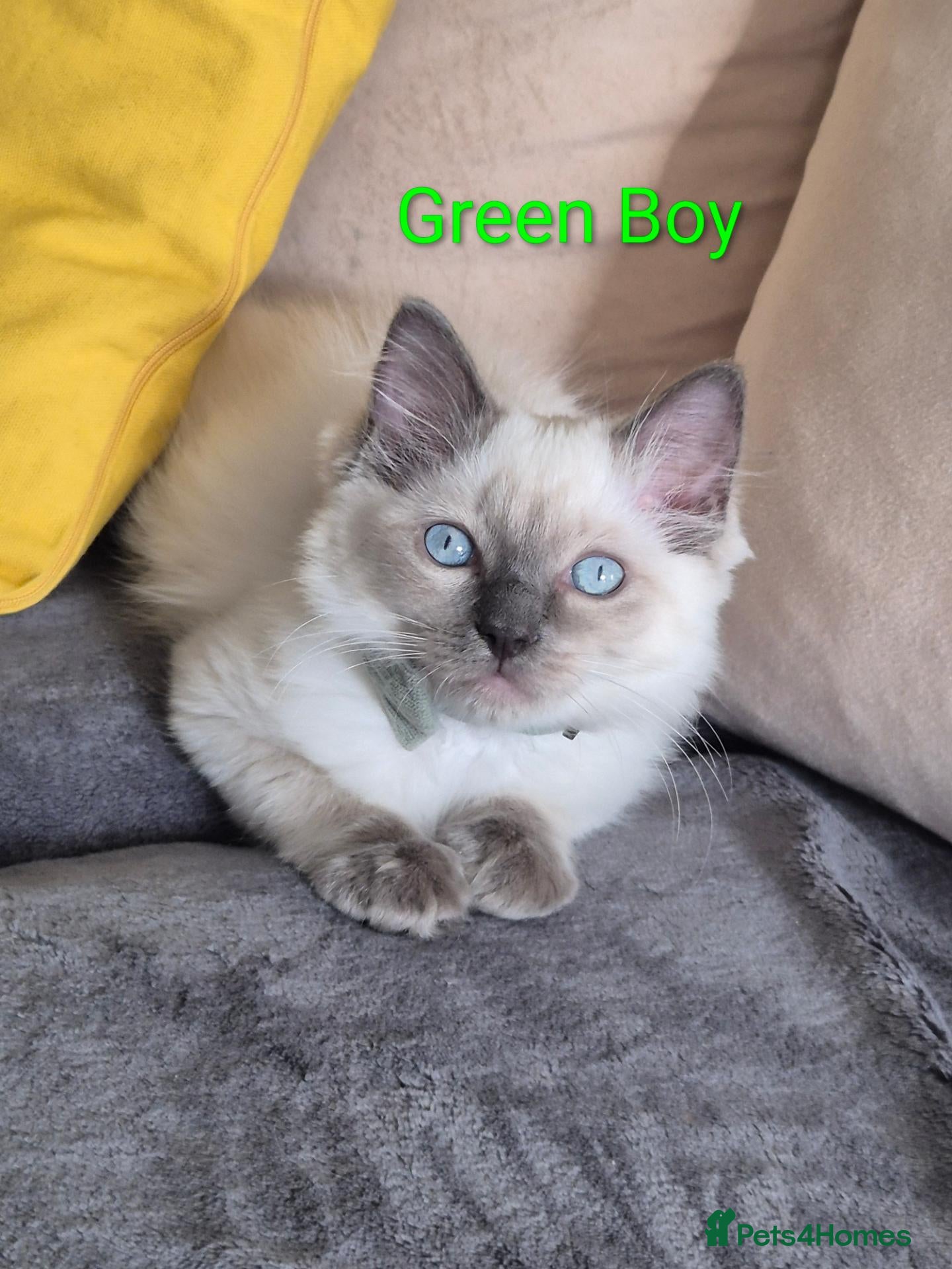 Ragdoll cats 😻 Ragdoll Kitten Boy 😻 - Advert 1