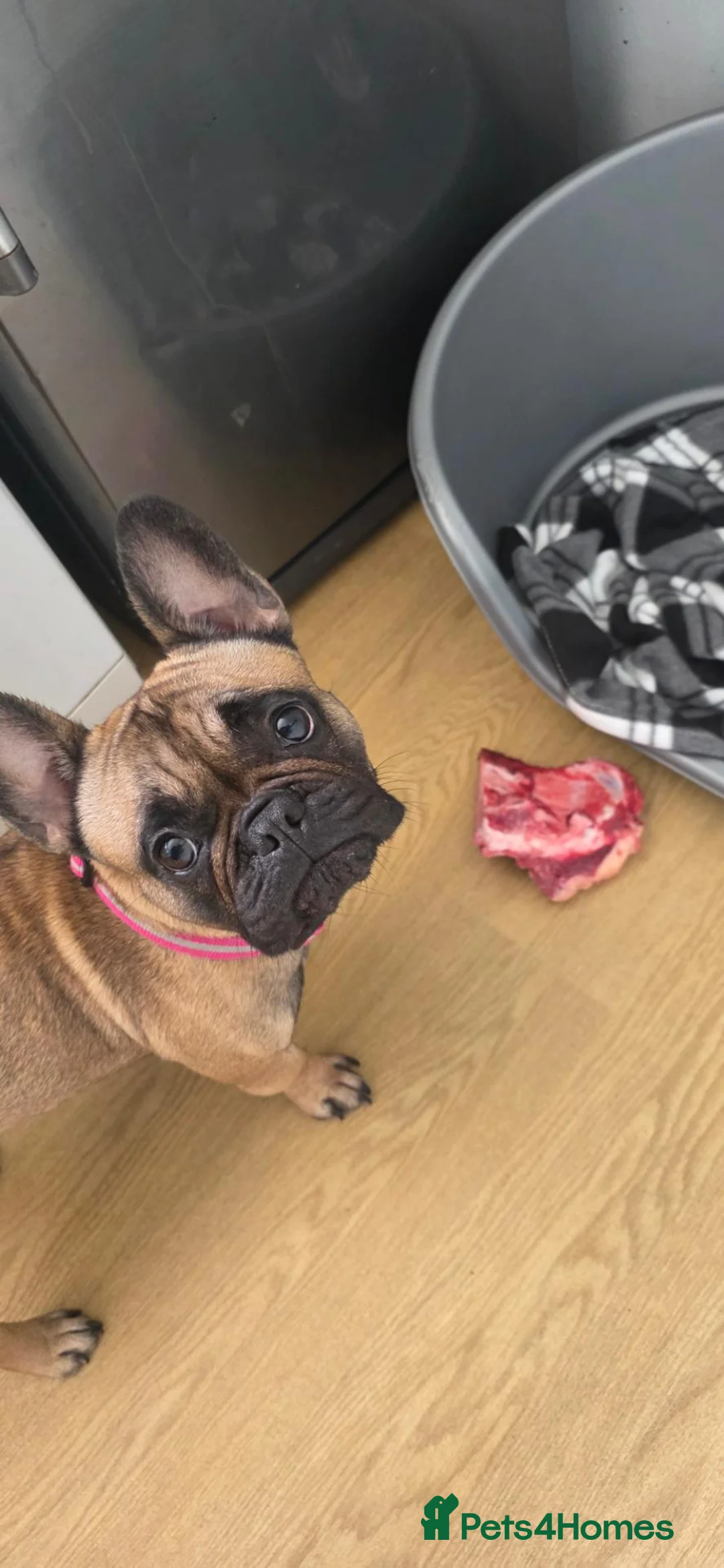 French Bulldog dogs for sale: Lovely French bulldog girl 2 years in January  - Advert 2