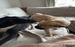 Mixed Breed dogs for sale: Maggie 1 year old Pug x Boston Terrier  - Image 2