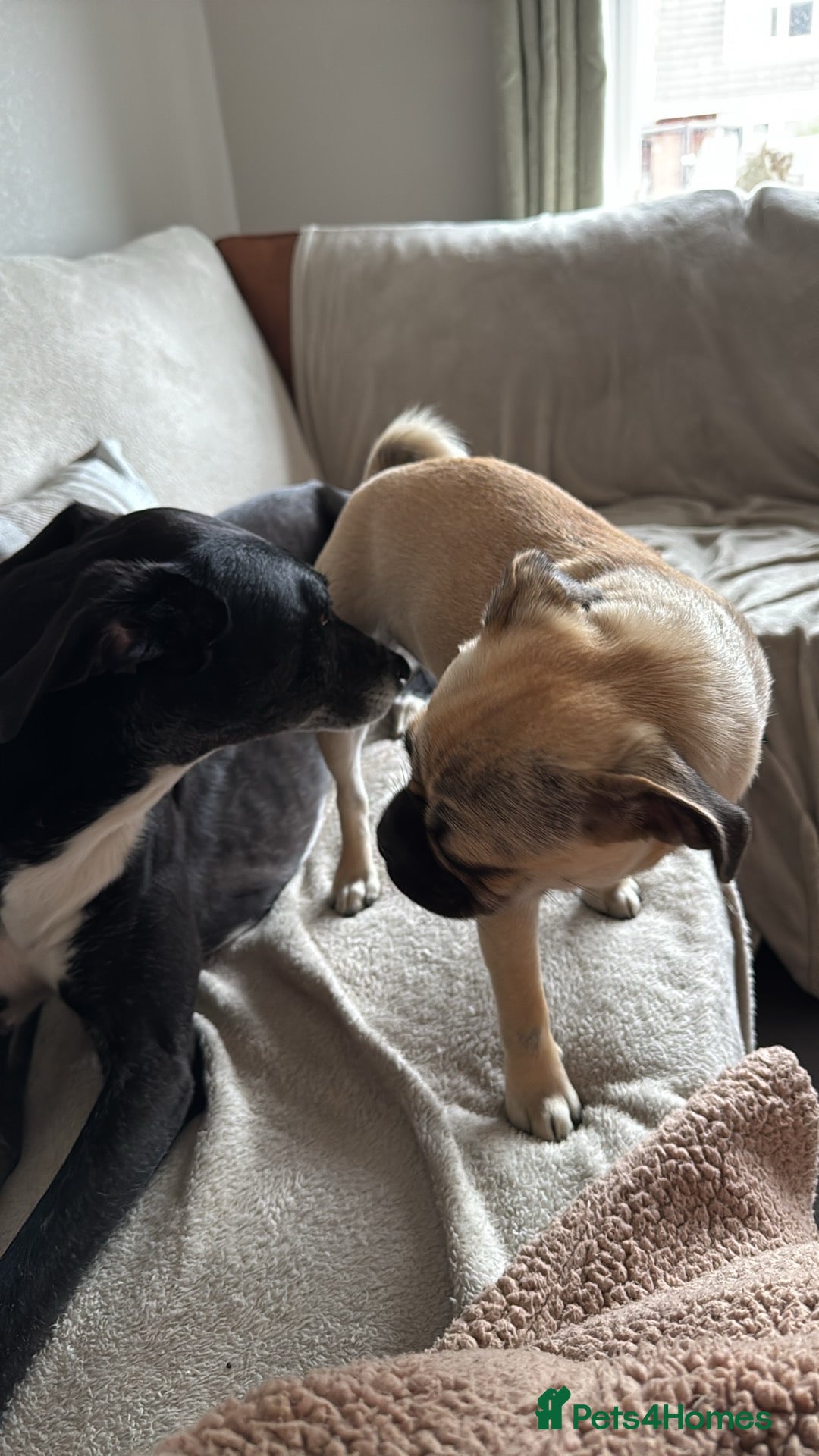 Mixed Breed dogs for sale: Maggie 1 year old Pug x Boston Terrier  - Image 2