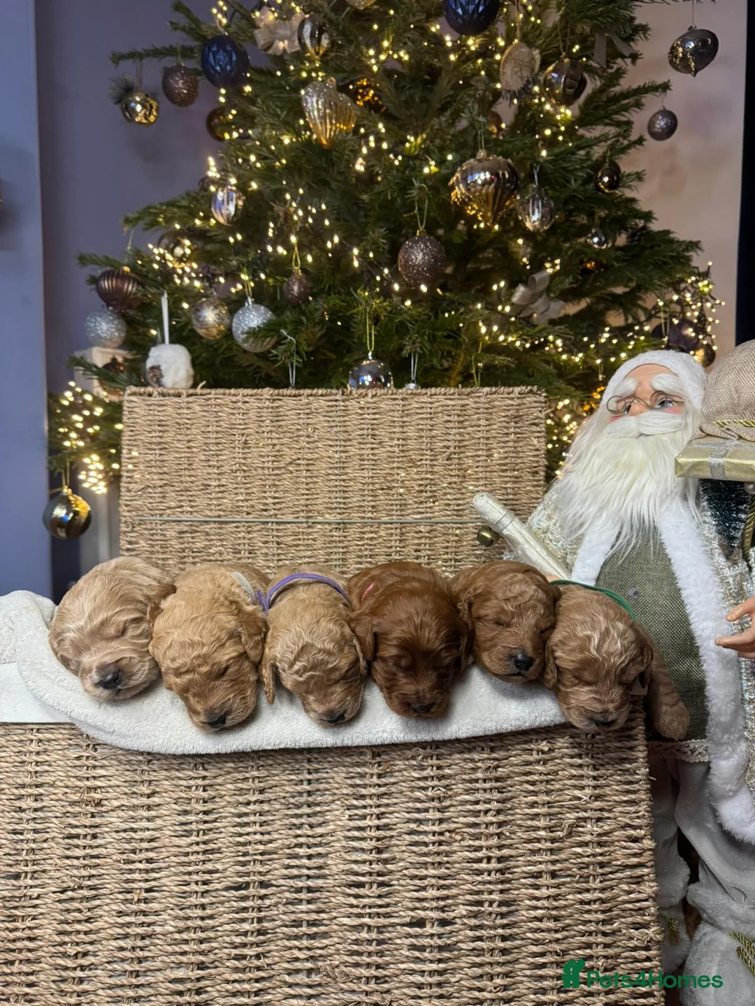 Mixed Breed dogs for sale: Stunning Irish Cockapoodledo's........ - Advert 11