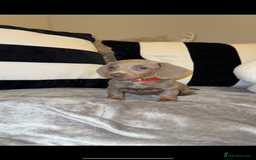 Miniature Dachshund dogs for sale:  READY NOW Quality minismooth haired dachshunds 🐾 - Image 5