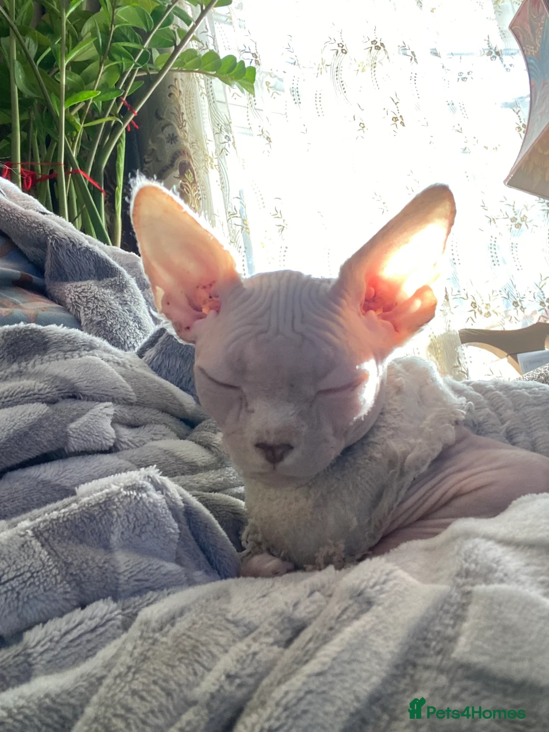 Sphynx cats for sale: 💖 3 Beautiful Sphynx Kittens – 1 Boy & 2 Girls 💖 - Advert 8
