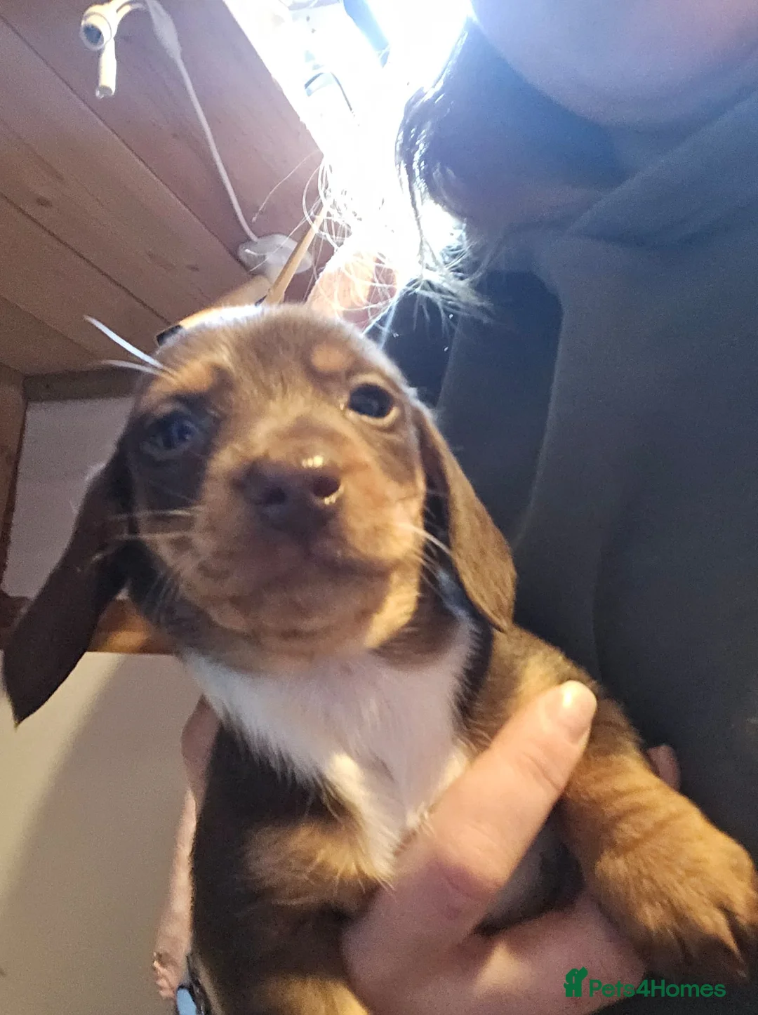 Miniature Dachshund dogs for sale: Stunning miniature dachshund pups - Advert 12