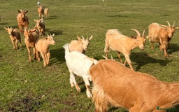 Goats livestock for sale: Royal Golden Guernsey nannies, wether, billy - Image 8