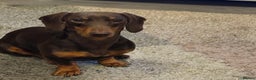 Miniature Dachshund dogs for stud: Sully, KC reg, Proven, PRA Clear, IVDD screened. in Cannock - Advert 5