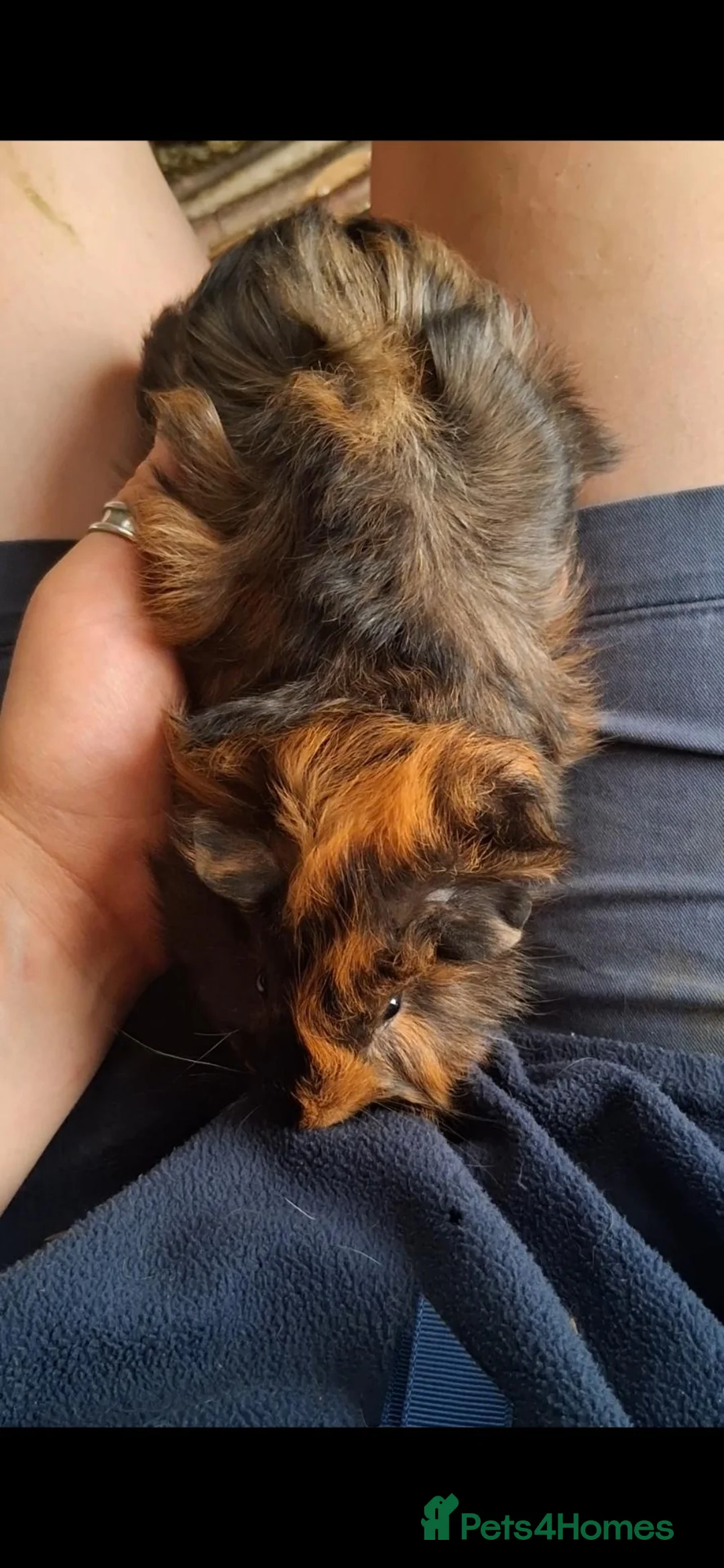 Guinea Pig rodents for sale: 2 Baby boy guinea pigs for sale - Advert 2