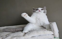 British Shorthair cats for sale: Breeding Boy. Blood Group B - Image 15