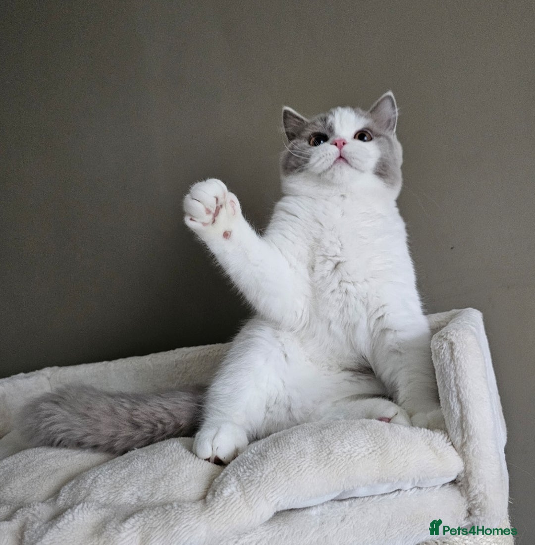 British Shorthair cats for sale: Breeding Boy. Blood Group B - Image 15