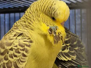 Budgerigars birds Budgies Birds by pre-order, exclusive birds - Advert 8