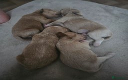 Schnoodle dogs for sale: 5 Adorable Schnoodle Puppies ❤️🩷💚💙🧡 - Image 5