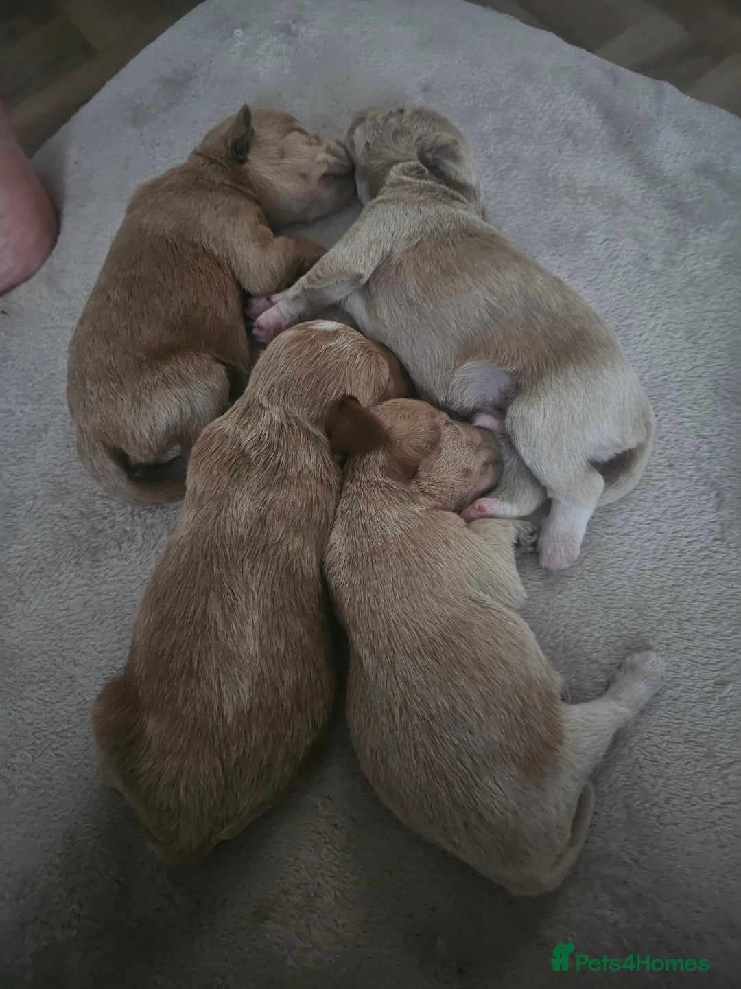 Schnoodle dogs for sale: 5 Adorable Schnoodle Puppies ❤️🩷💚💙🧡 - Image 5