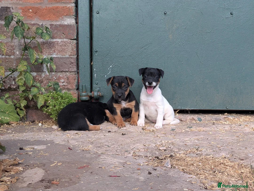Jack Russell dogs for sale: Jack Russell Puppies for sale - Advert 8