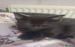 Mixed Breed cats for sale: Kittens for sale  - Advert 26