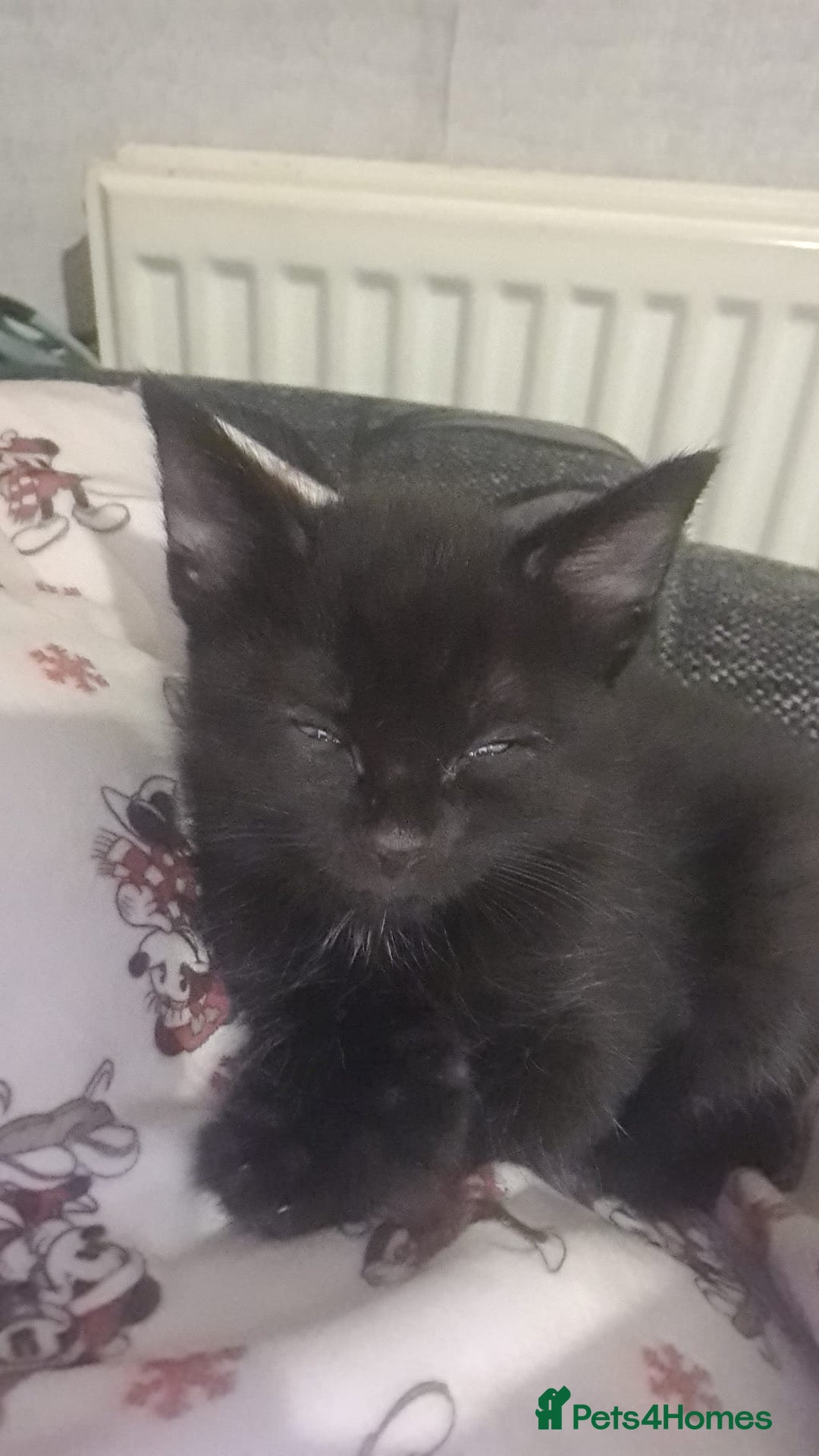 Mixed Breed cats for sale: Kittens for sale  - Advert 26