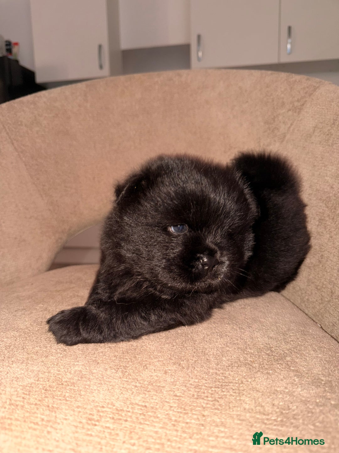 Chow Chow dogs for sale: 3 chow chow males available to reserve  - Advert 1