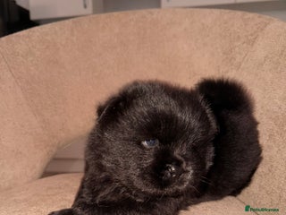 Chow Chow dogs 3 chow chow males available to reserve - Advert 1